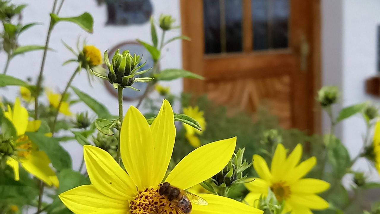 Blüten vor dem Eingang Blüten vor dem Eingang